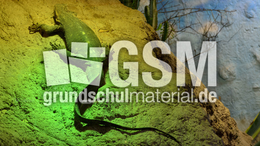 Schwarzkehlwaran (1).jpg